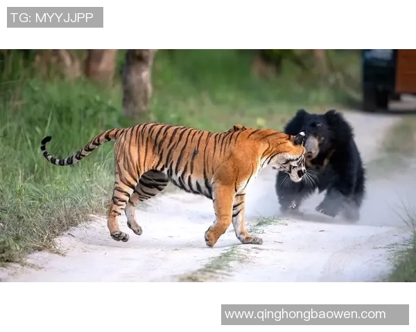 老虎大学与瓜拉达的精彩对决揭示了体育竞技的无限魅力与激情